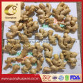 Factory Price Air Dried Ginger Fresh Ginger